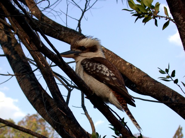 Kookaburra